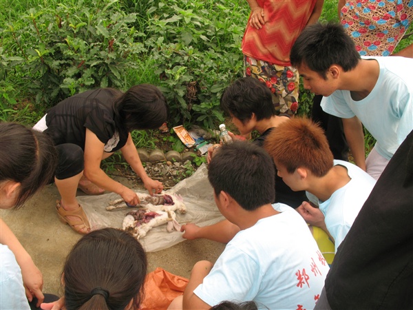 师生们现场解剖病兔