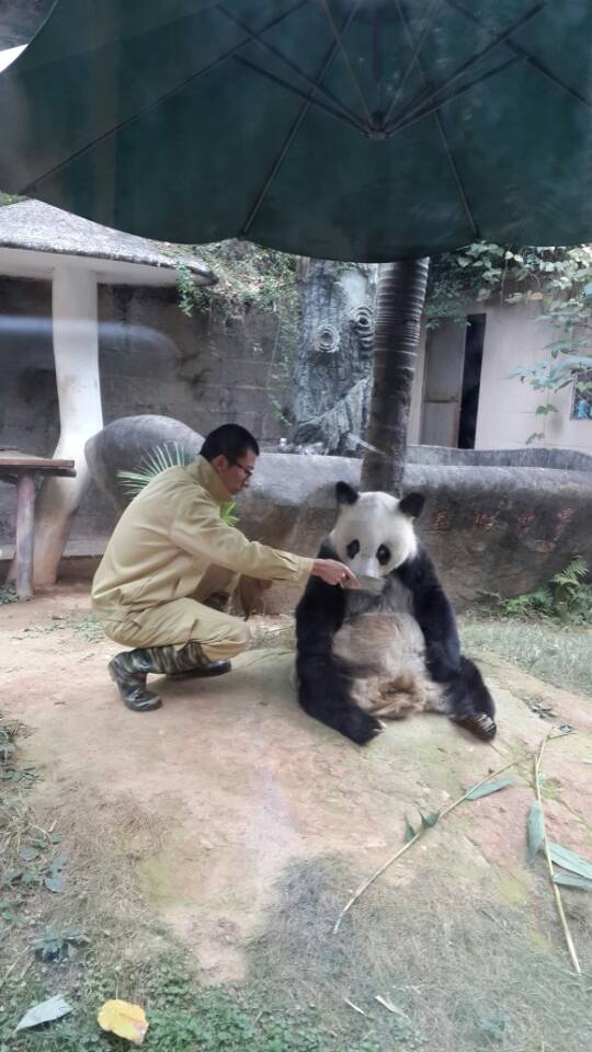 关爱大熊猫 我们在行动