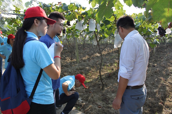 考察葡萄种植基地，帮助果农干实事