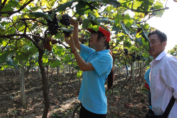 考察葡萄种植基地，帮助果农干实事