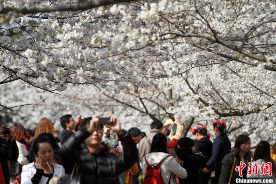 武汉大学樱花盛开，游人如织徜徉花海