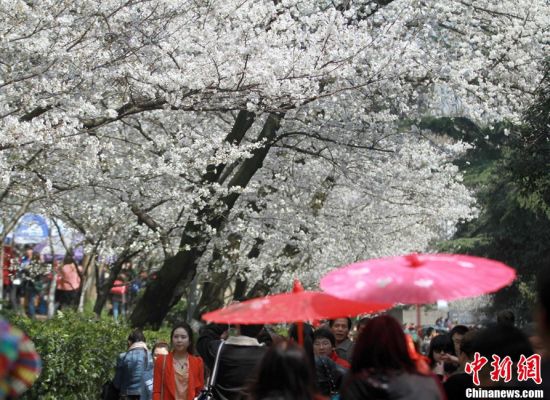 武汉大学樱花盛开，游人如织徜徉花海